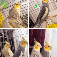 یک جفت عروس هلندی مولد سالم و سرحال