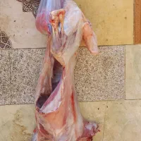 گوشت بره نرینه