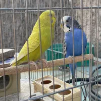 مرغ عشق زیبا و خوشرنگ