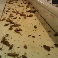 سمپاشی حشرات 100%تضمینی کل حشرات موزی ساس سوسک بید