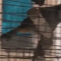 پرنده سهره قناری