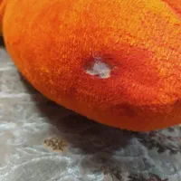 عروسک|اسباب‌‌بازی|اصفهان, خانه اصفهان|دیوار