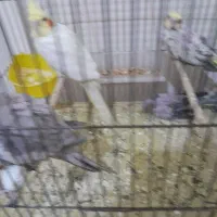 عروس هلندی