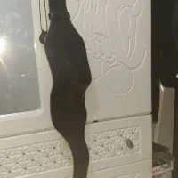 کمربند چرم اصلی گاومیش مخصوص بدنسازی و کشیدن الم