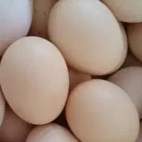 تخم مرغ نطفه دار