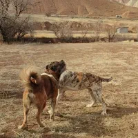 سگ سرابی