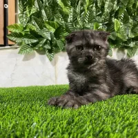 جشنواره گربه های اسکاتیش بلو و اسموکی