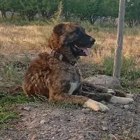 واگذاری سگ گله