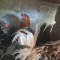 خروس،گلین،وچندتامرغ