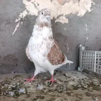 کبوتر