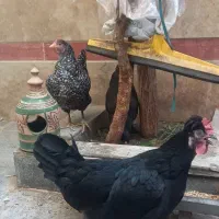 مرغ رسمی تخمگذار جوان