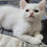 پیشی پرشین بریتیش۷تومن