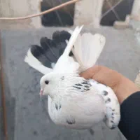 کفتر پرشی|حیوانات|قم, شاه ابراهیم|دیوار