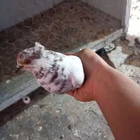 قلم کار