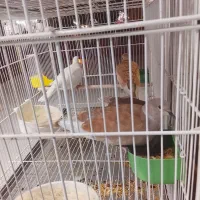 پرنده خونگی