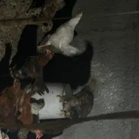 جوجه محلی