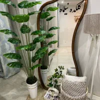 درخچه انجیری