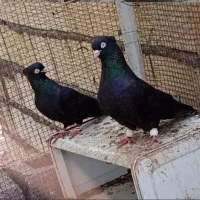 قرعه کشی کفتر
