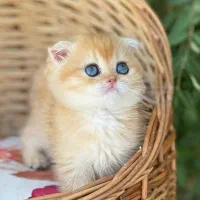 بچه گربه اسکاتیش فولد