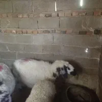 سلام پنج میش چاق چله درخاش
