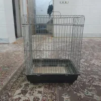 فقس عروس