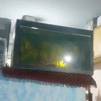آکواریوم