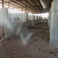فروش استبل اسب سواری
