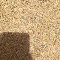 گندم وجو|گل و گیاه طبیعی|سوسنگرد, |دیوار
