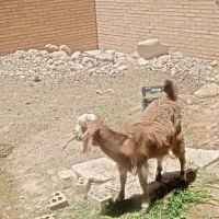 دو عدد بز  نرو ماده جفت