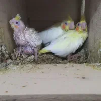 جوجه عروس هلندی سرلاکی
