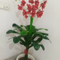 گل زیبا|گل مصنوعی|زاهدان, |دیوار