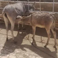 الاغ گمشده خر مشکی