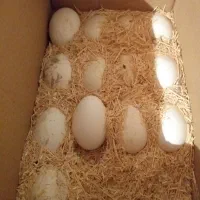 تخم غاز تازه...