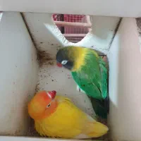 کوتوله برزیلی مولد با جوجه