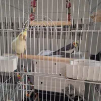 عروس هلندی نر و ماده مست