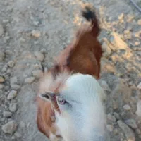 نری برای قربانی