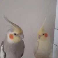 عروس هلندی مولد