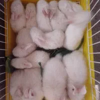 خرگوش نیوزلندی