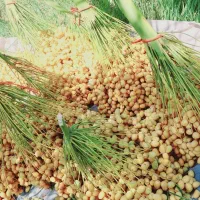 خارک‌ و رطب‌ برحی درجه‌ یک