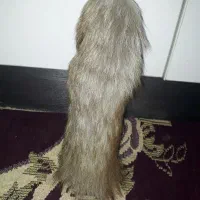 دم تزیئنی