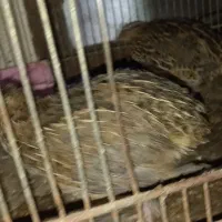 بلدرچین