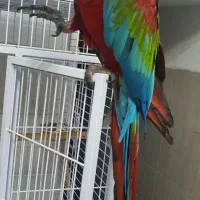 خرید و فروش انواع طوطیسانان  ملنگو شاه طوطی کاکادو