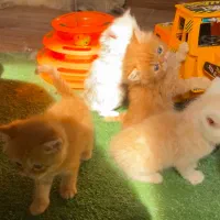 گربه نژاد پرشین جنسیت نر