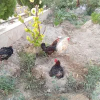 مرغ کرچ
