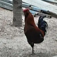 مرغ،خروس،جوجه