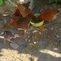 ۵ عدد مرغ محلی تخمگذار