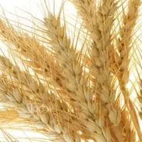 گندم دیم فروشی