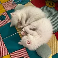 گربه پرشین|گربه|رشت, دیلمان|دیوار