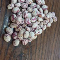 حبوبات زیر قیمت همجا