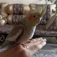 عروس هلندی و کوتوله برزیلی